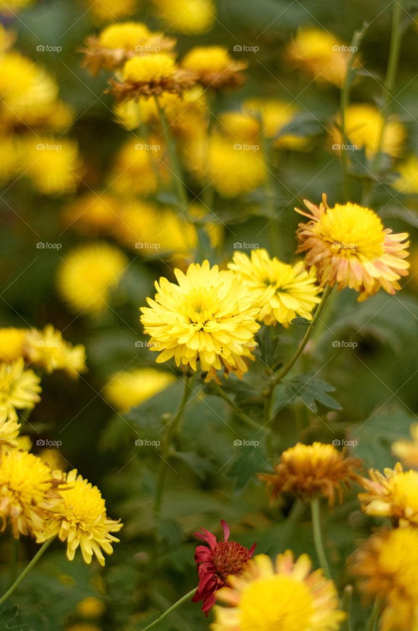 Yellow flower garden