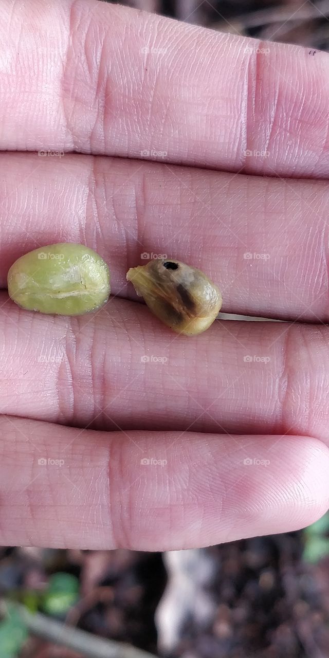 coffee beans brocados pragas