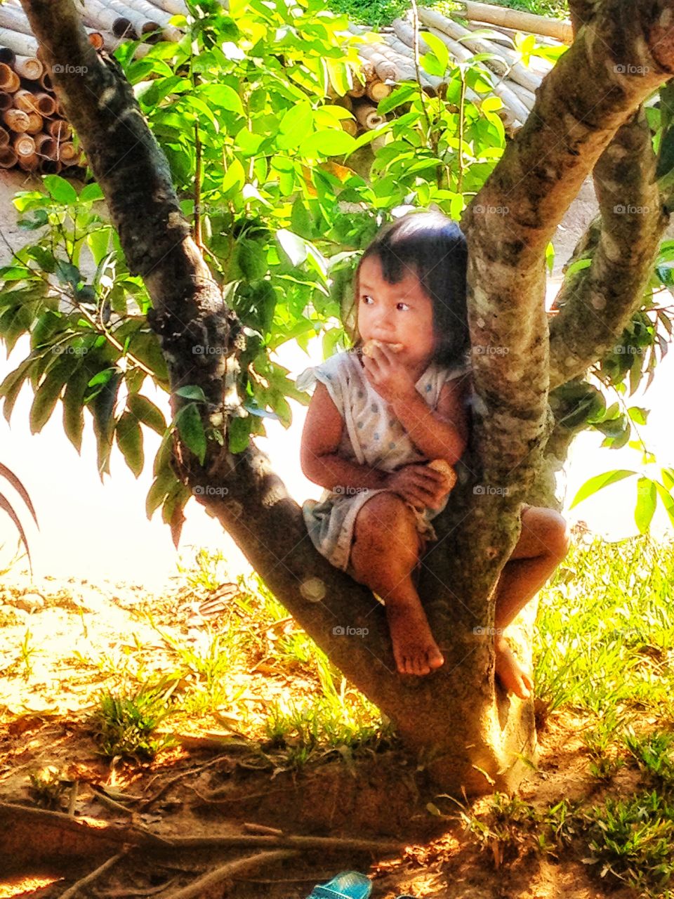 Between The Branches