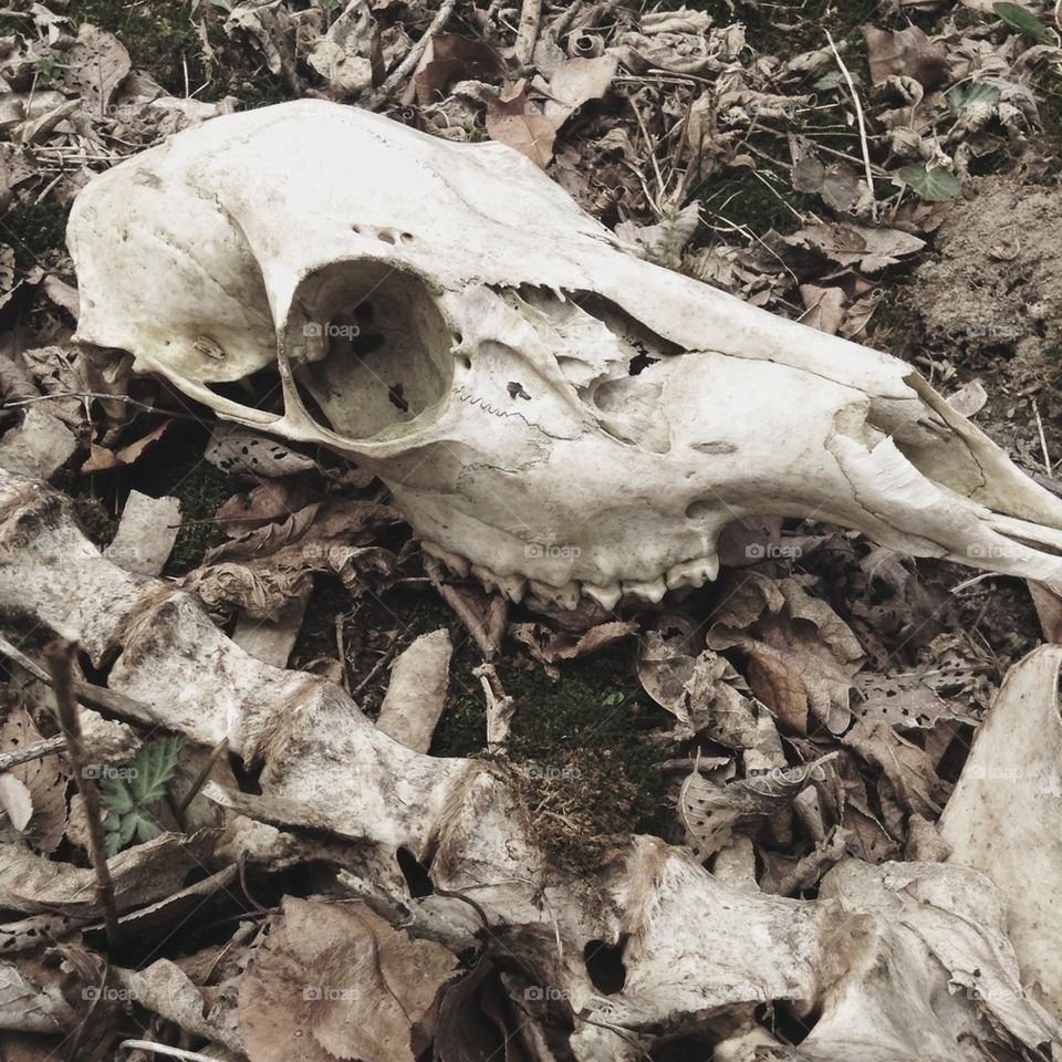 Deer skull