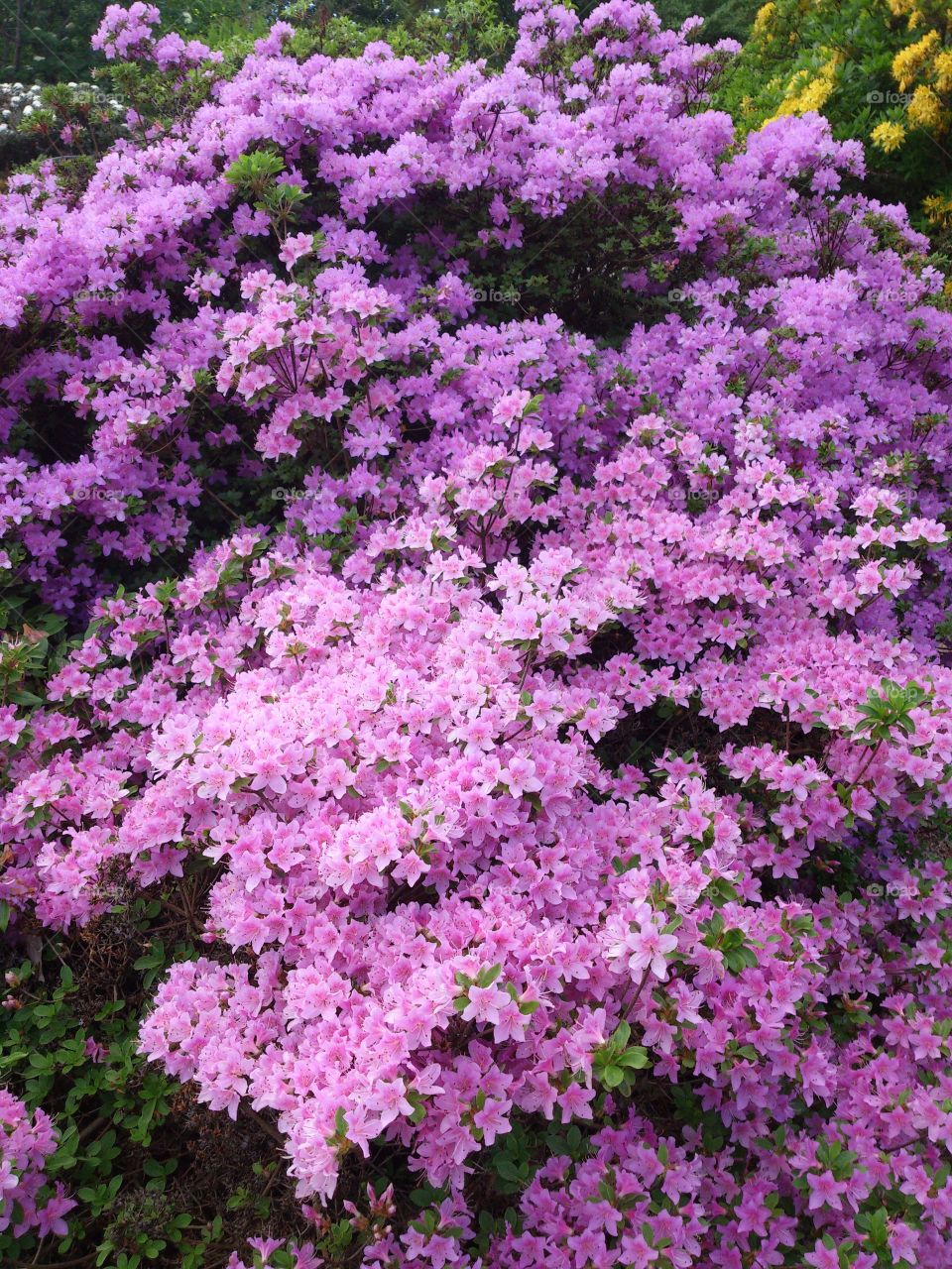 Purple azalea in bloom