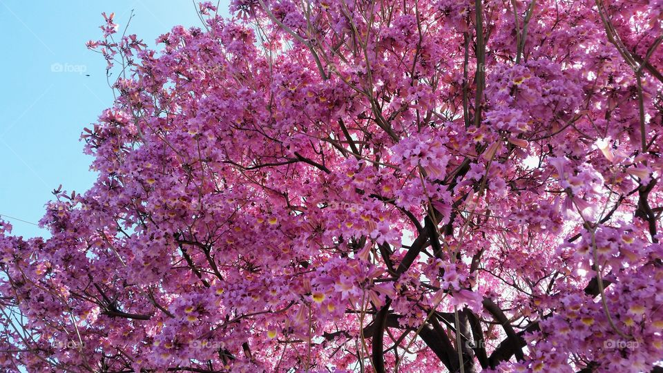 Tree Blossoming in Pink!