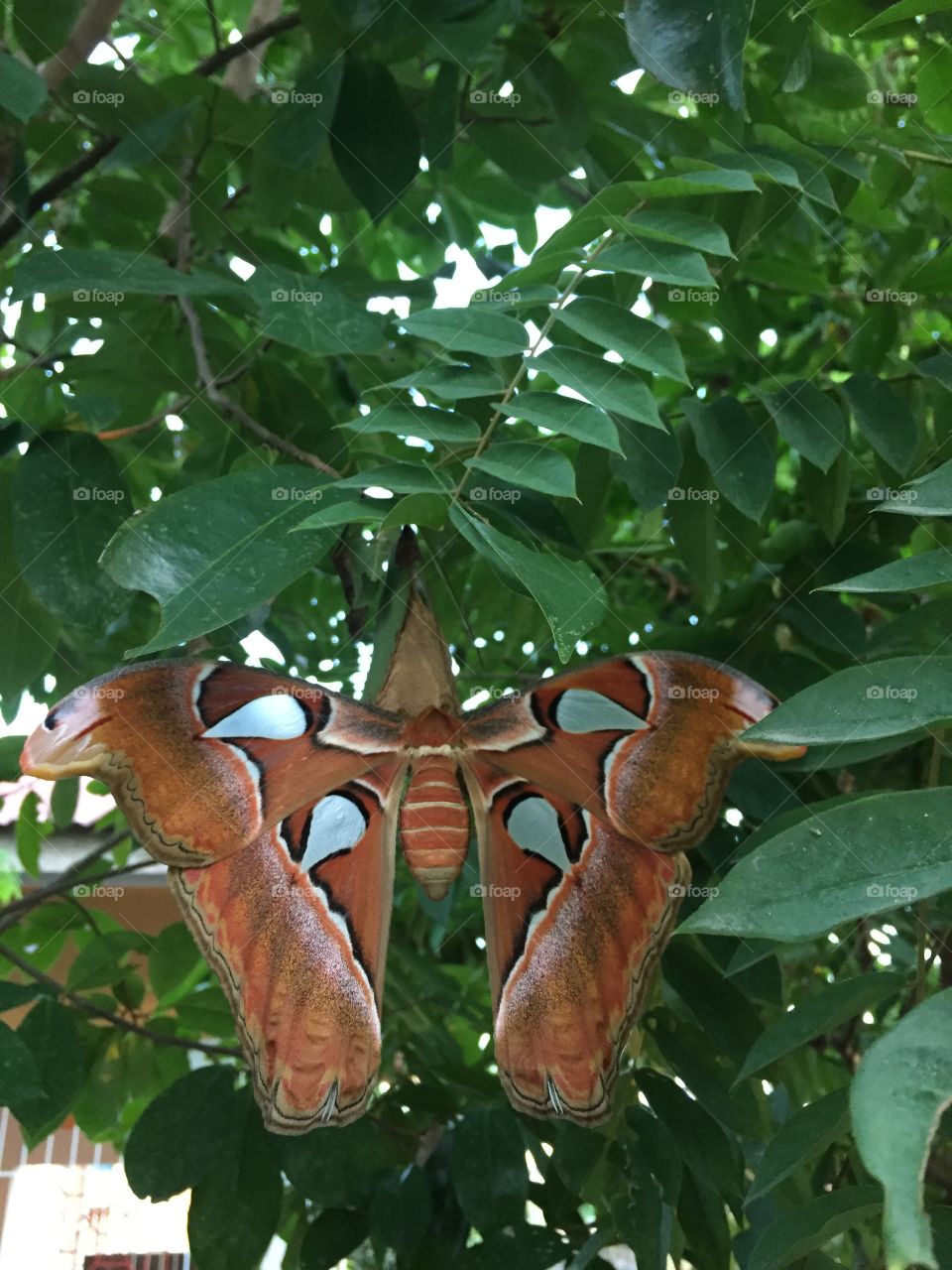 Giant butterfly