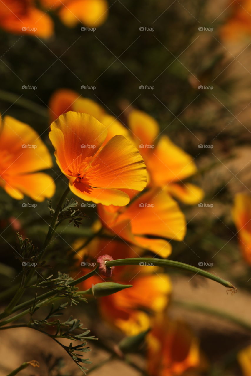 California poppies 