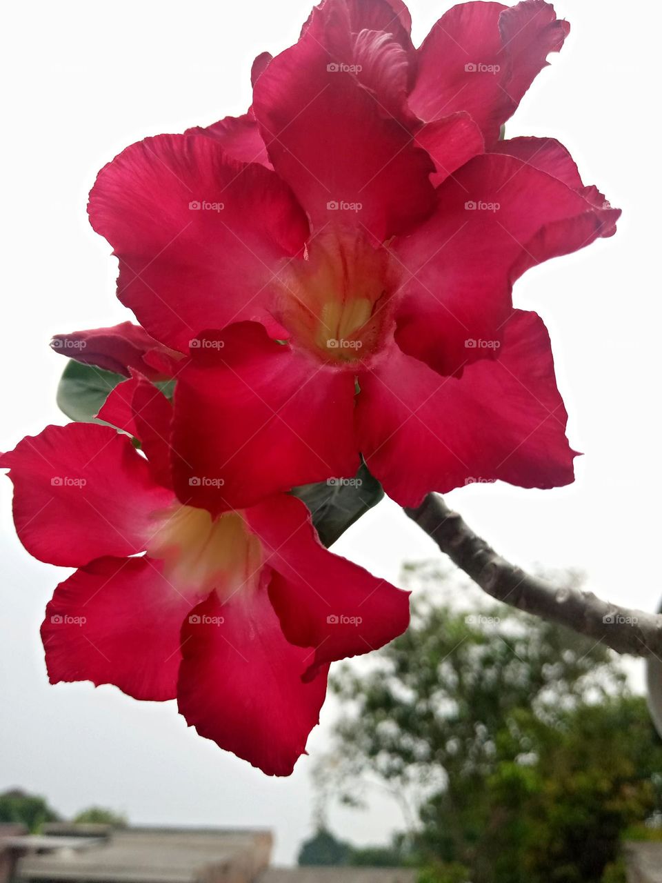 Red beautiful flowers