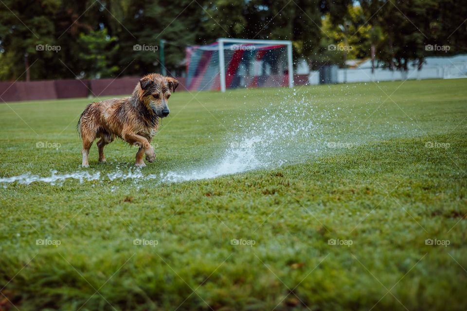 dog running with a lot of splashing in the water