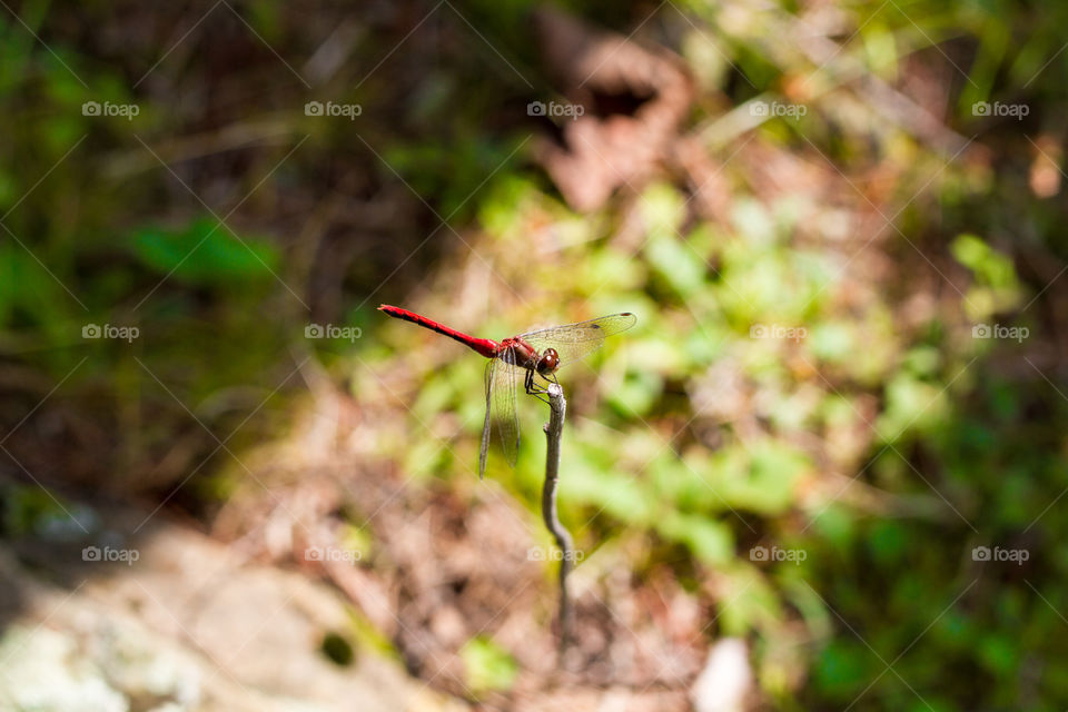 A red dragonfly is perched on top of a tiny stick