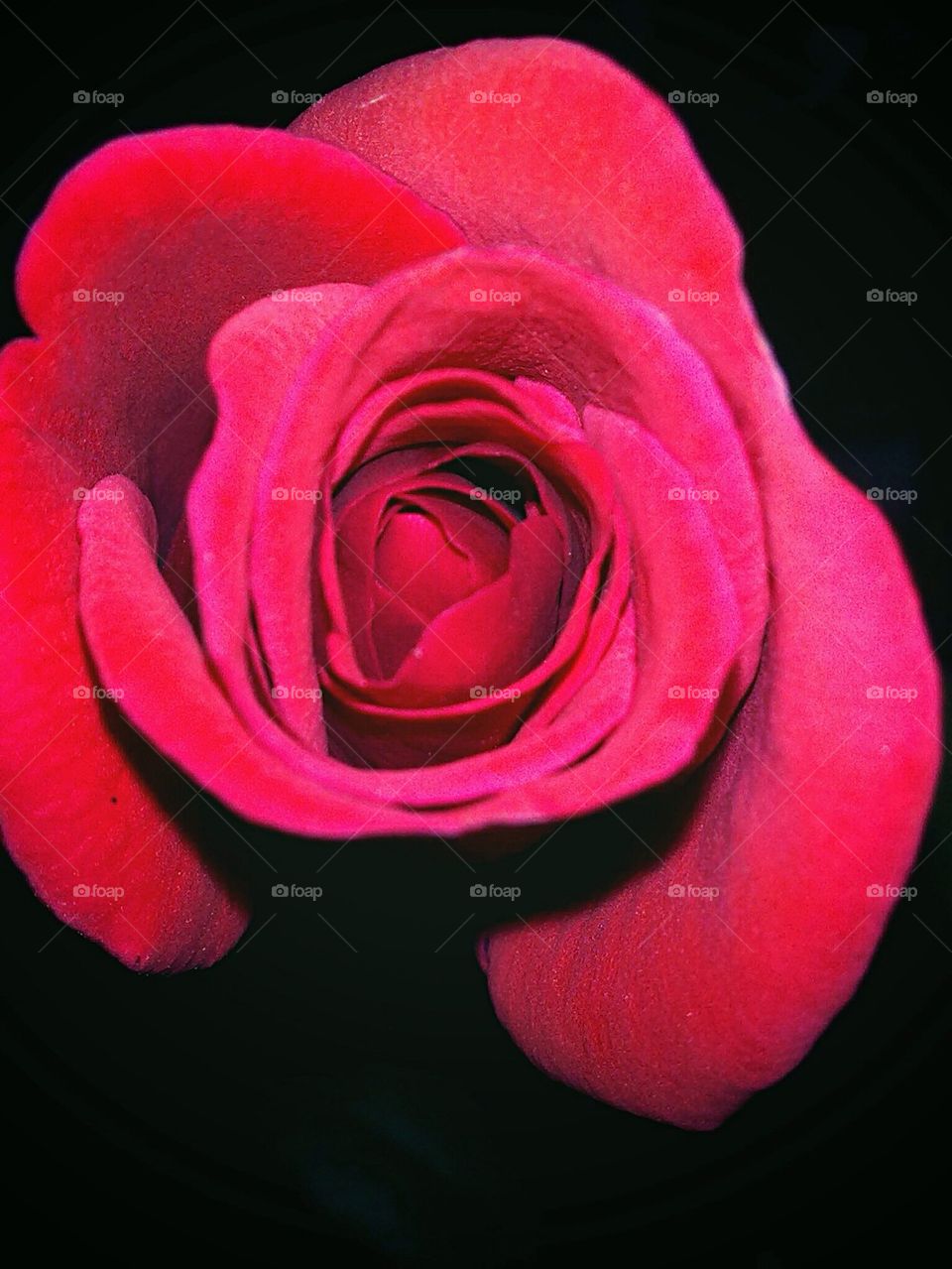 Scarlet Red Rose