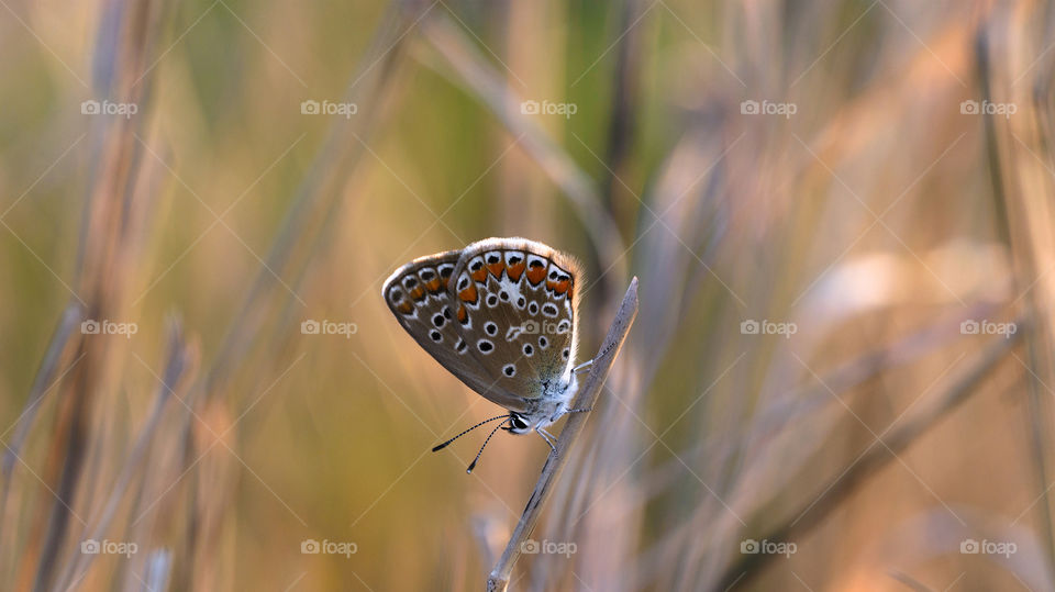 butterfly