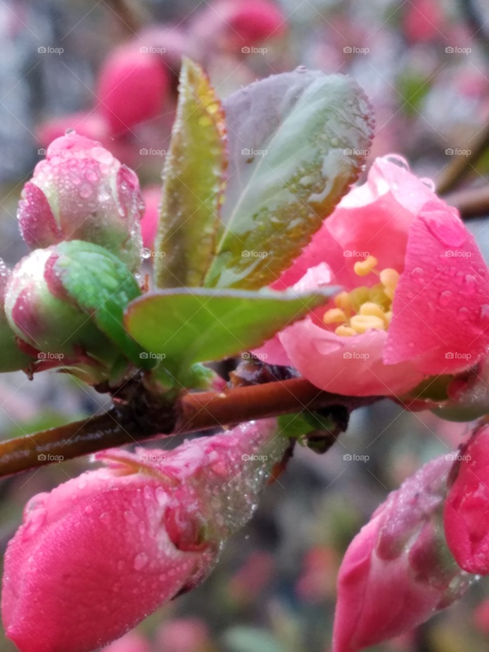 Sring Bloom