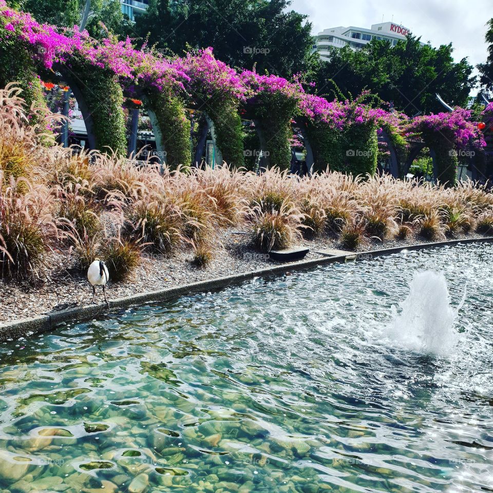 flowers fountain outside