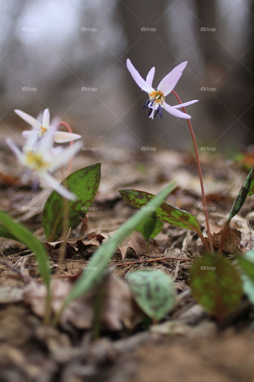 Cyclamen in the forest