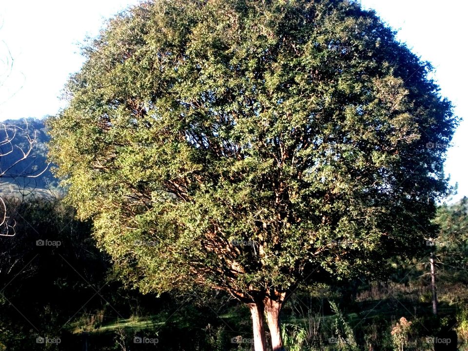 Tão redonda e mágica.