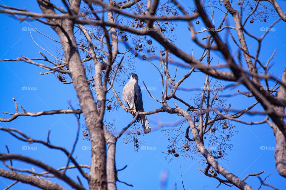 A majestic hawk perched gracefully on the bare branches of a tree, surrounded by the intricate patterns of twigs and dry seed pods. The vivid blue sky forms a striking contrast, highlighting the bird's sharp features and natural elegance.