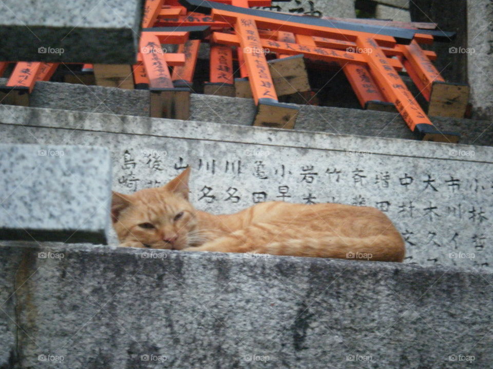 A wild cat rests upon the stone at a Shinto shrine, Japanese kanji are carved into it. Small torii gates can be seen above.