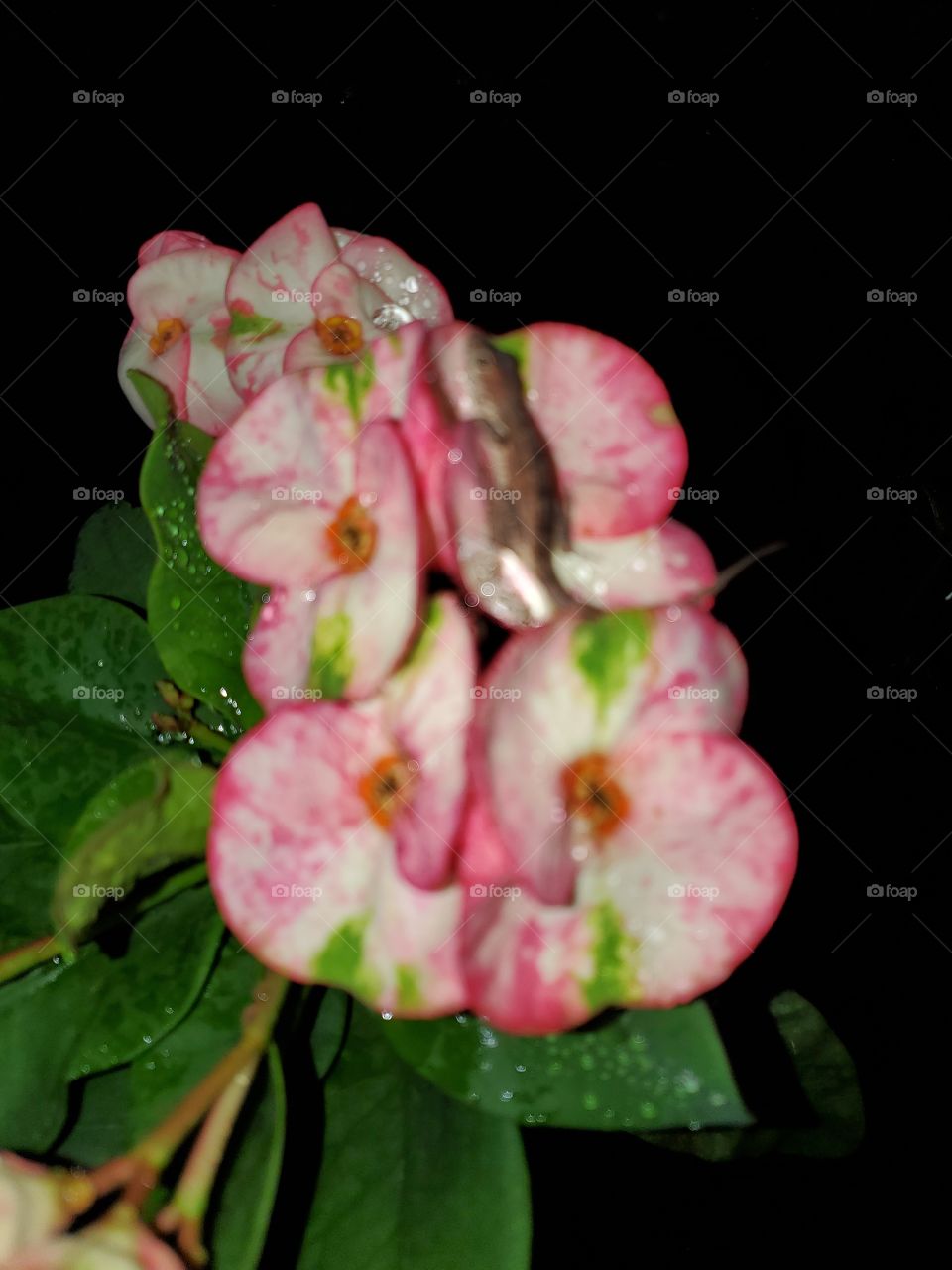 Lizard over exotic flowers