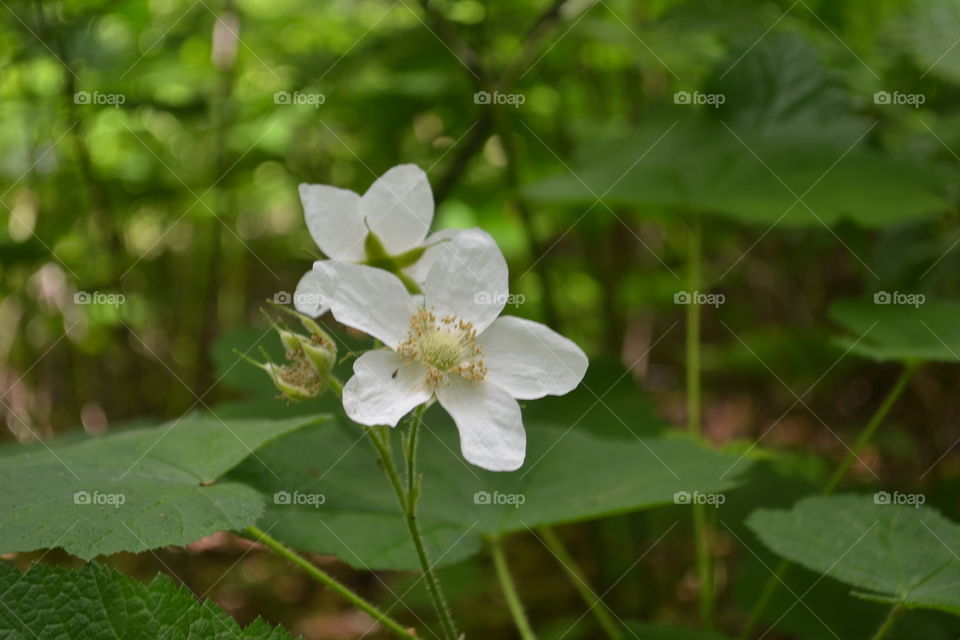 Rocky Mountain alpine wildflower white five petal closeup 