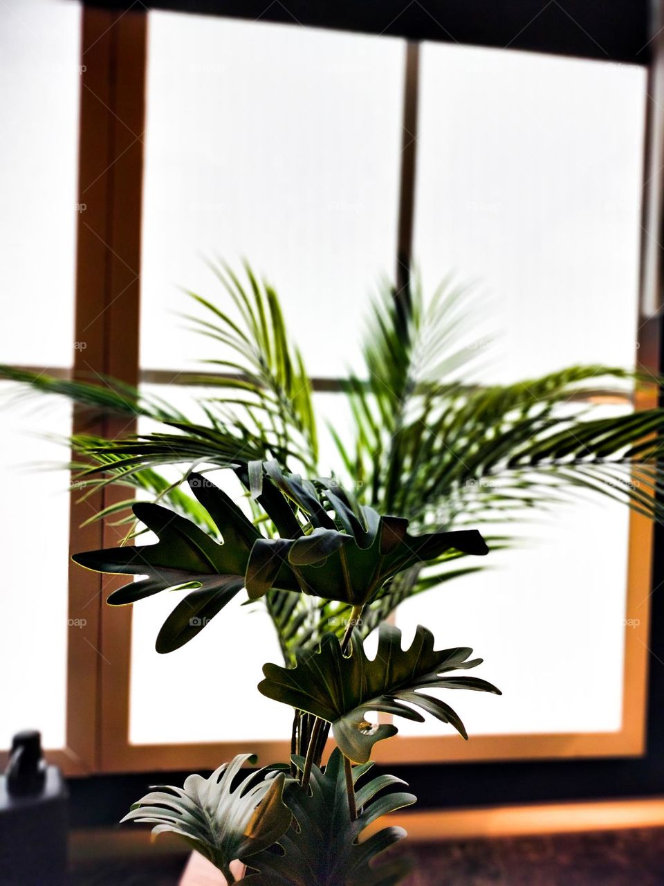 green plant on window