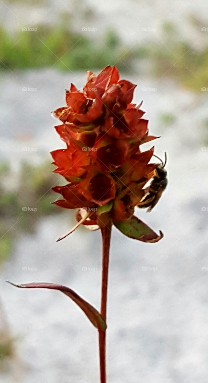 Nature, No Person, Leaf, Outdoors, Flower