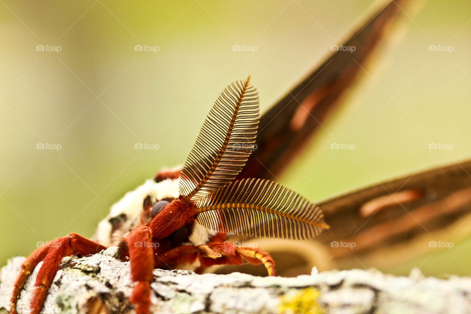 close up of moth and antennaes