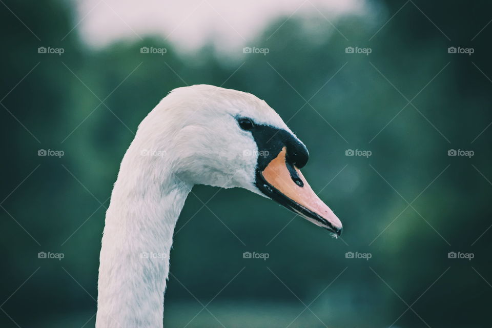 A beautiful Swan that I photographed whilst on a walk.