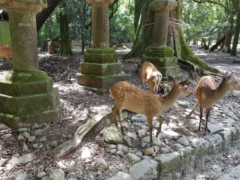 Deers in Japan