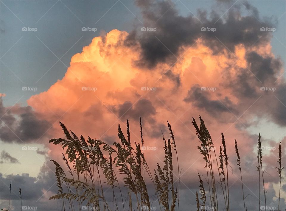 Sea Oats in the glow of sunset