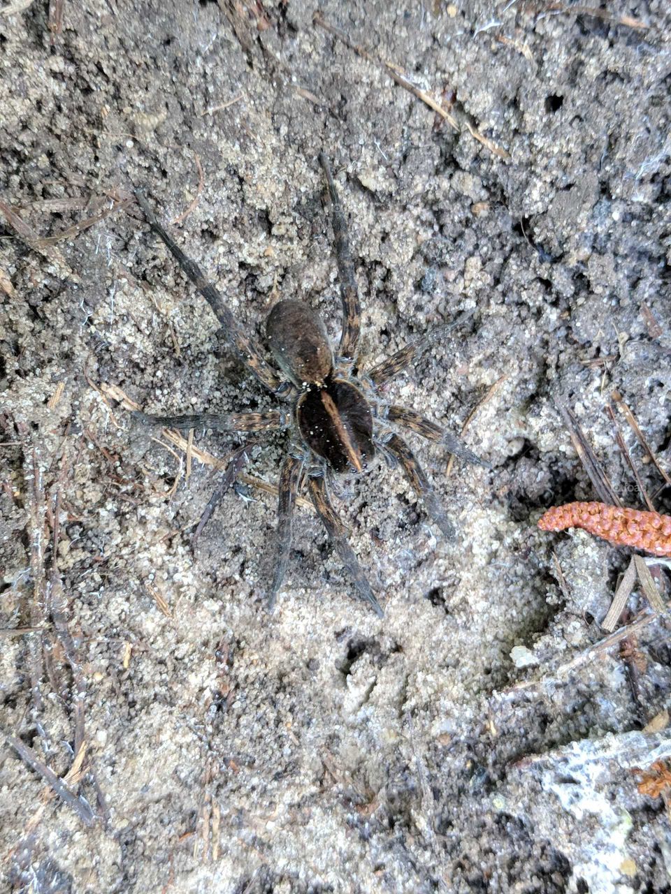 Wolf Spider