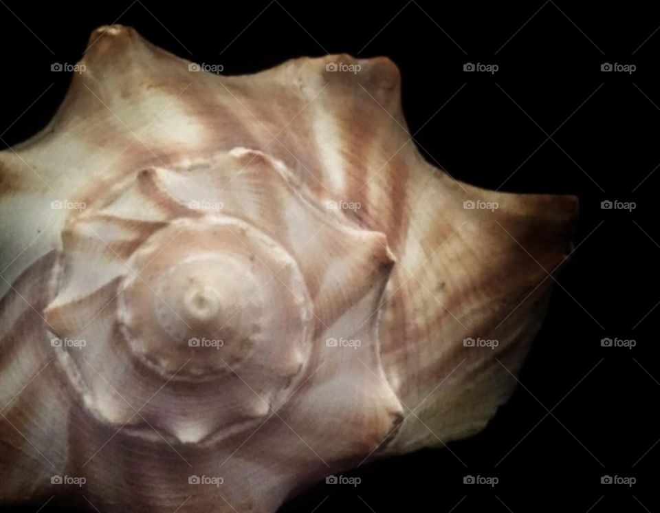 Mysterious seashell