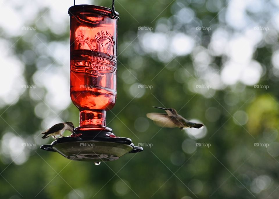 Hummingbirds Pic 1