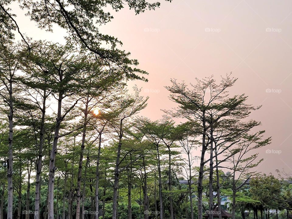 Dadong Wetlands Park lotus forest