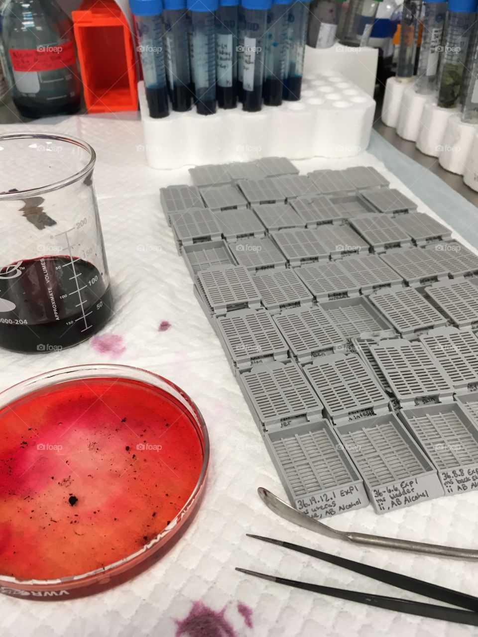 Special stain experiment in a science lab using a red stain with pathology cassettes and racks of labeled tubes