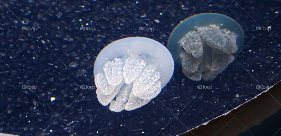 a closer look at two blubber jellies