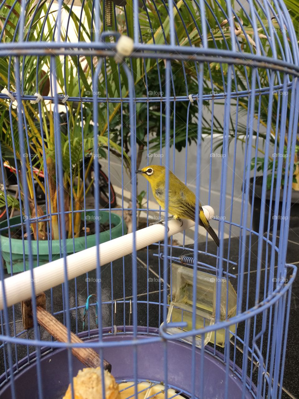 Pleci bird Indonesia ...