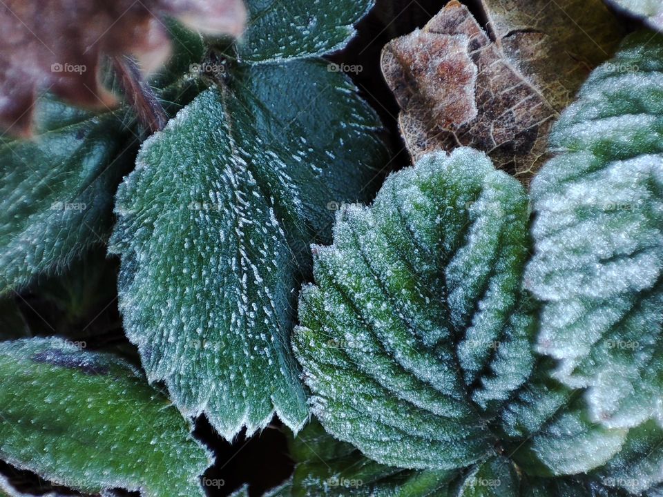 frozen leaves