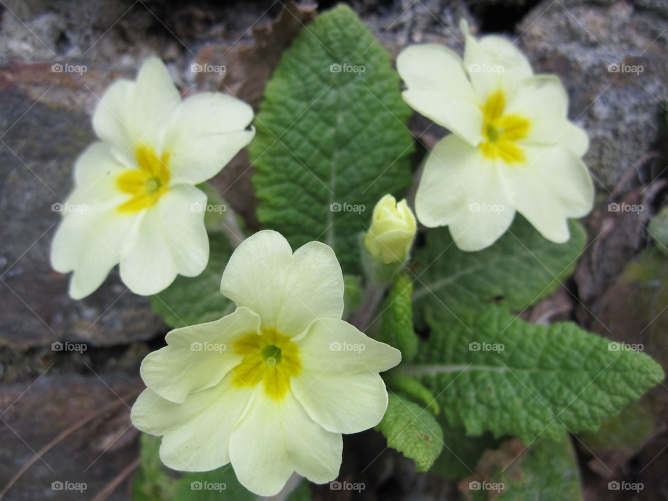 Flower, Nature, Flora, Leaf, Petal