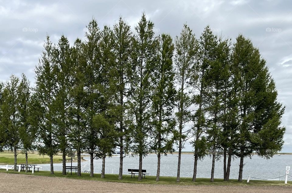 Single file tree formation, looks like they are standing tall soldiers