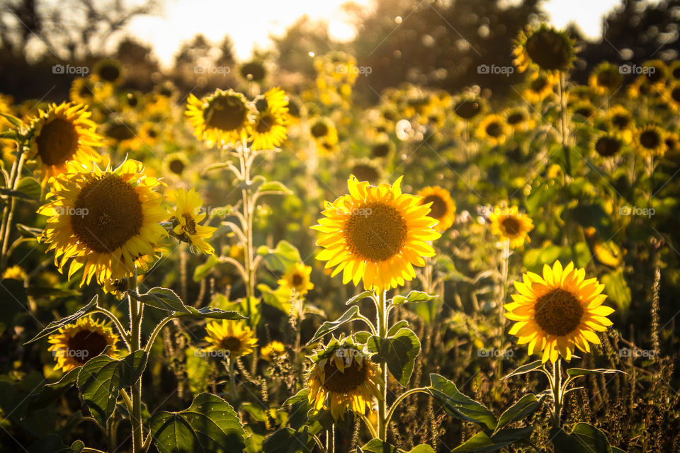 Sunset on a sunflower field