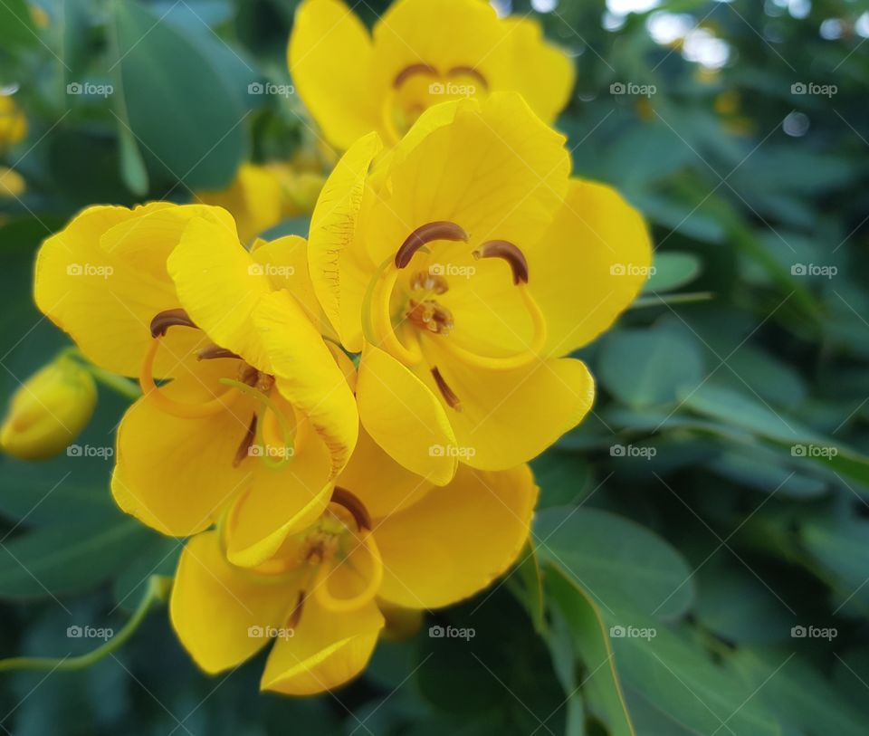 Yellow Tropical flower