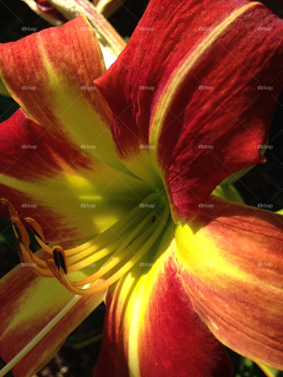 Daylilly