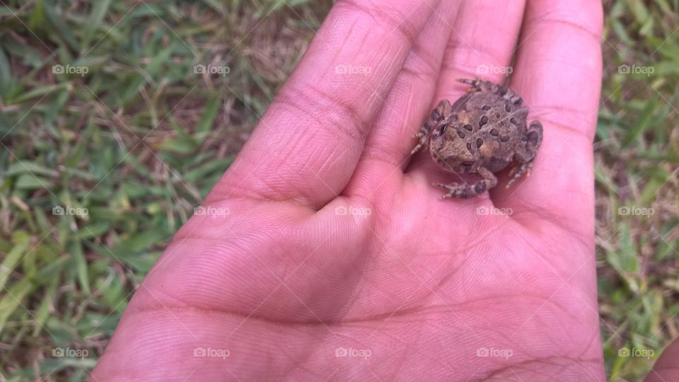 Baby Toad in Palm