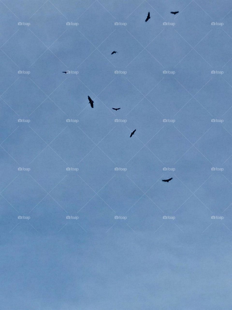 Representando a tranquilidade, a brisa e a sensação de liberdade, os leves passaros negros voam e, circulos pelo ceu.