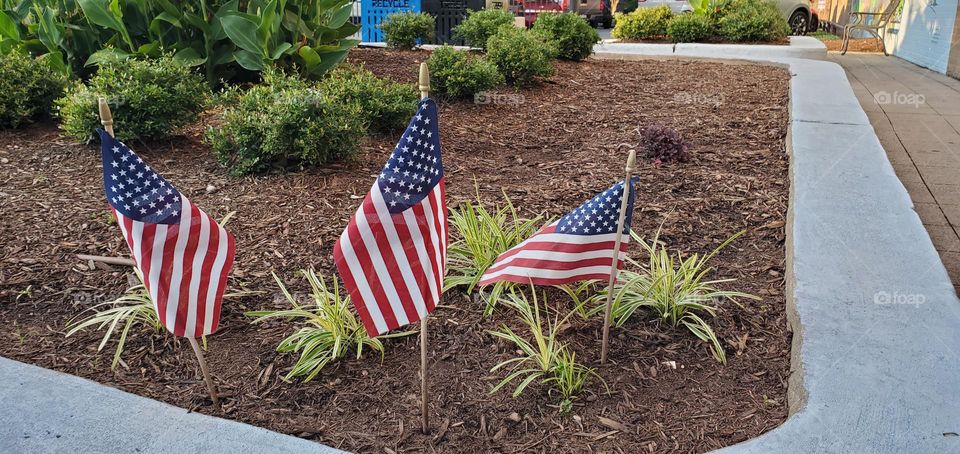 3 American flags posted in a flowerbed in town for the 4th of July as a reminder of independence & freedom