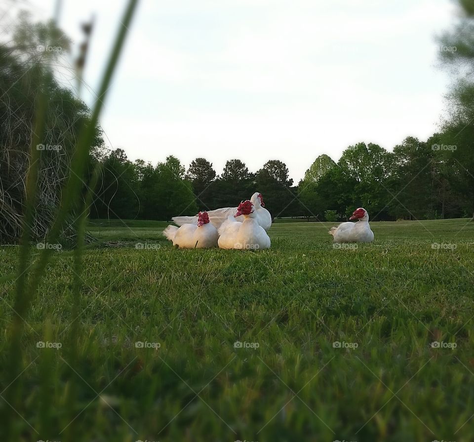 The group.... Our Muskovy ducks