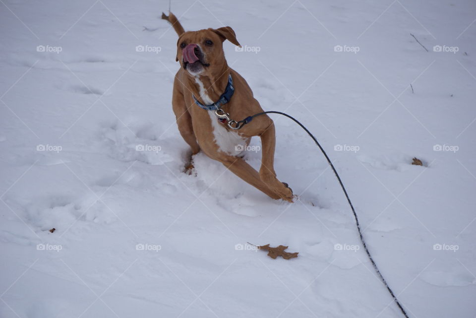 Scooby doo face. My dog in the snow w a/6000