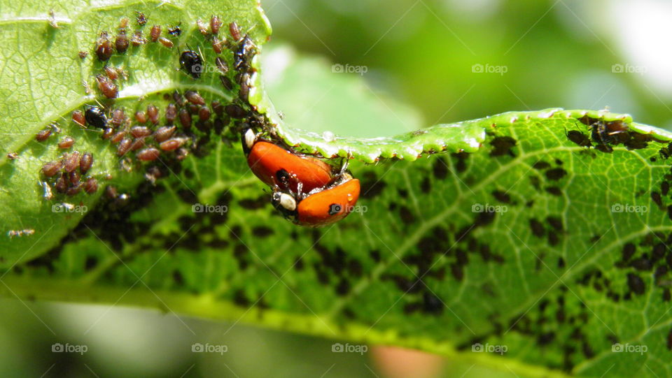 ladybugs