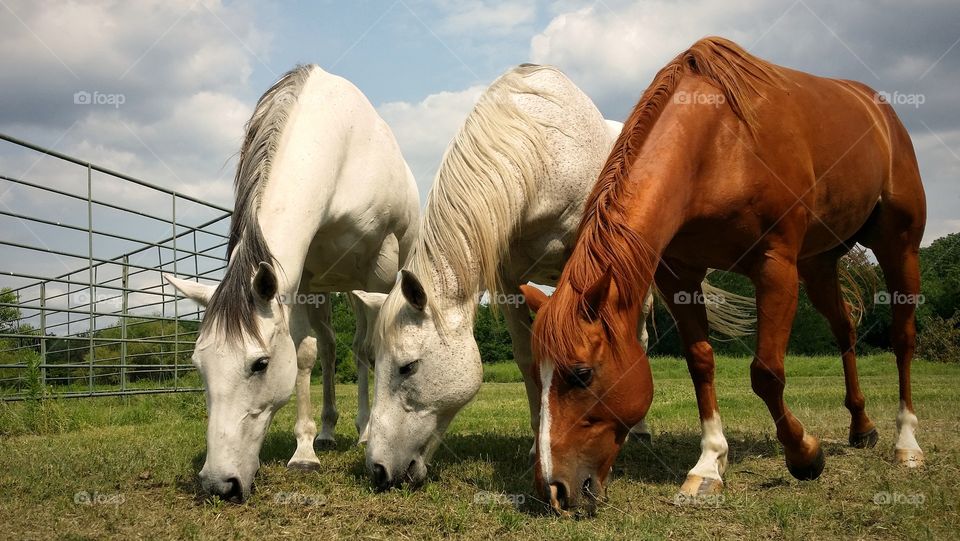 Horses grazing on Pasture