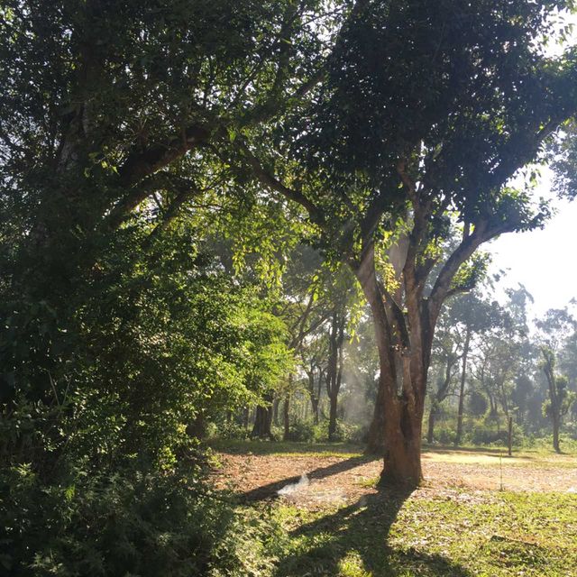 tree
