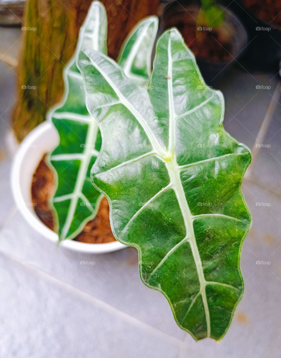 green leaf