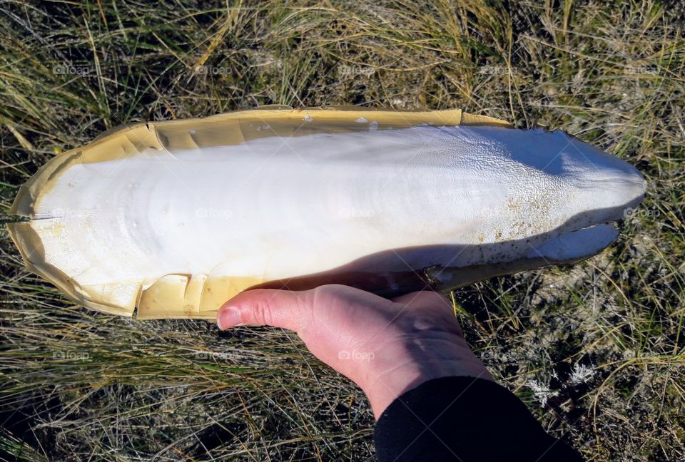 Giant cuttlefish